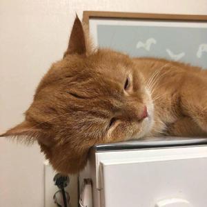 开发妈妈菊蕾后花庭
